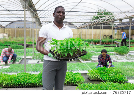 Joyful male farmer with a box of sprouts bell peppers 76885717