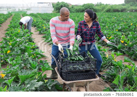Latino farmers together harvest zucchini 76886061