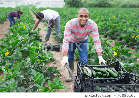 Smiling Colombian pushing wheelbarrow with gathered zucchini Smiling Colombian pushing wheelbarrow with gathered zucchini 76886163