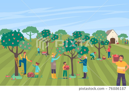 Farmer people character together pick apple large orchard, family farm worker collecting pome tree flat vector illustration. 76886187