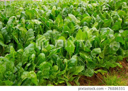 Rows of ripe chard in a greenhouse 76886331