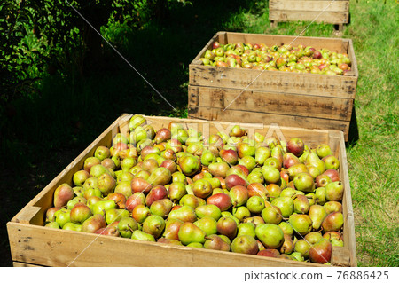 Boxes with harvested pears Boxes with harvested pears 76886425