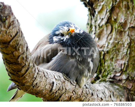 彎曲脖子的八哥 76886503