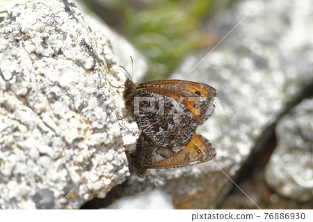 Oeneis norna to mate Oeneis norna to mate 76886930