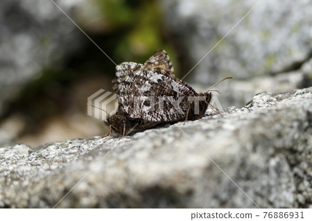 Oeneis norna to mate 76886931