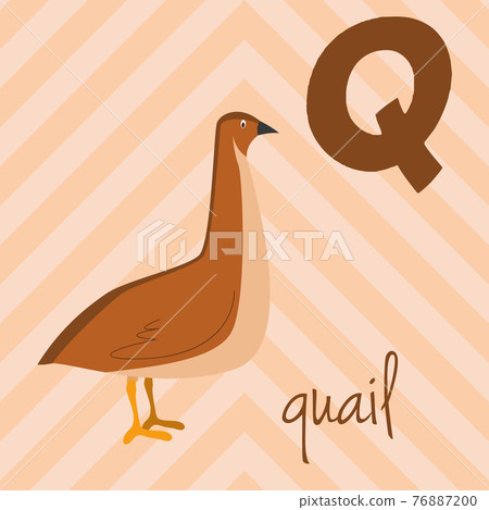 Cute cartoon zoo illustrated alphabet with funny animals: Q for Quail. English alphabet. Learn to read. Isolated Vector illustration. Cute cartoon zoo illustrated alphabet with funny animals: Q for Quail. English alphabet. Learn to read. Isolated Vector illustration. 76887200
