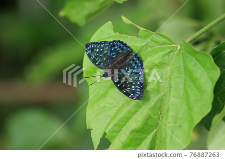 杜鵑花翼 76887263