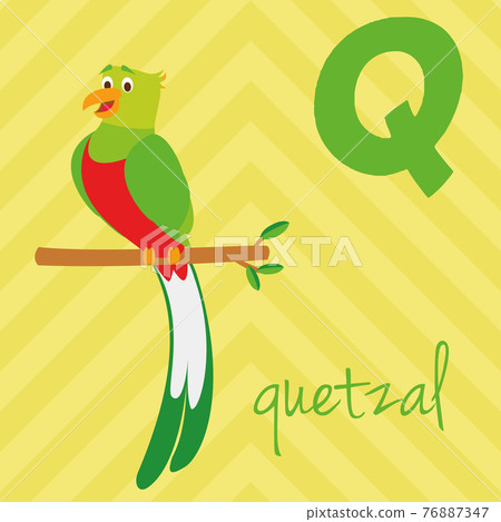 Cute cartoon zoo illustrated alphabet with funny animals. Spanish alphabet: Q for Quetzal. Learn to read. Isolated Vector illustration. Cute cartoon zoo illustrated alphabet with funny animals. Spanish alphabet: Q for Quetzal. Learn to read. Isolated Vector illustration. 76887347