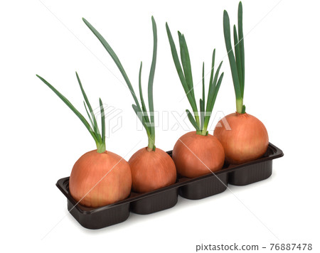 Onion with green sprout planted in the ground Onion with green sprout planted in the ground 76887478