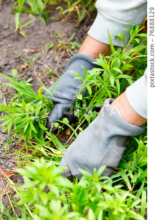 A farmer's hands in gray gloves weed the bed and remove the weeds. 76888129