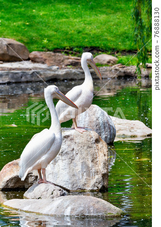 Two large white pelicans perched on stone boulders in the middle of a forest lake. Two large white pelicans perched on stone boulders in the middle of a forest lake. 76888130