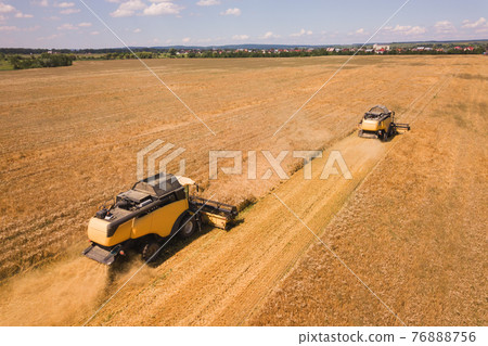 Aerial view of combine harvesters harvesting large yellow ripe wheat field. 76888756
