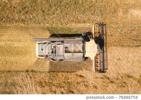 Aerial view of combine harvester harvesting large ripe wheat field. Agriculture from drone view. 76888758