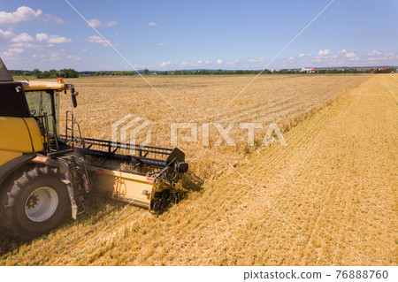 Aerial view of combine harvester harvesting large ripe wheat field. Agriculture from drone view. 76888760