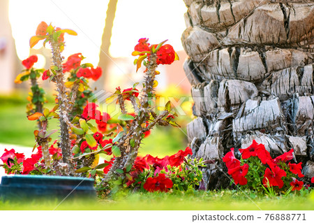 Close up of a big trunk of old palm tree growing on green grass lawn with red flowers around. 76888771