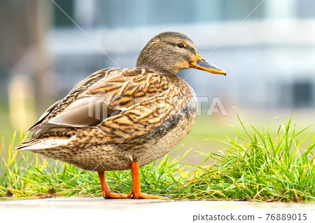 One gray wild duck walking in summer park. 76889015