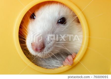 Closeup of funny white domestic rat with long whiskers sitting in yellow plastic pet house. 76889091
