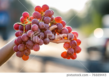 A woman holding big cluster of red juicy grapes in her hand. 76889443