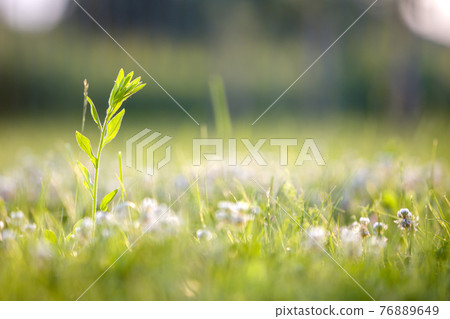 Close up of green fresh weed plant on spring grass lawn. Close up of green fresh weed plant on spring grass lawn. 76889649