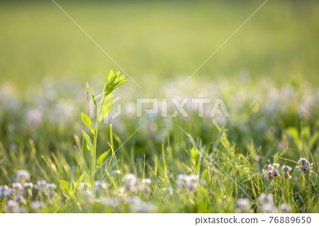 Close up of green fresh weed plant on spring grass lawn. Close up of green fresh weed plant on spring grass lawn. 76889650