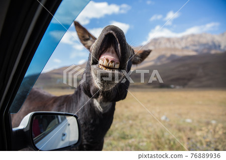 One funny donkey with big ears and a cute face looking curiously in the window of the car and begging a food 76889936