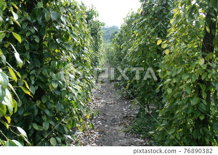 Pepper trees grown in the Amazon region, Brazil Pepper trees grown in the Amazon region, Brazil 76890382