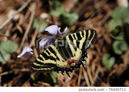 Hymetif butterfly that nectars with violet Hymetif butterfly that nectars with violet 76890712