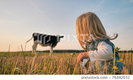 A little girl looks at a young cow in a field on a warm summer evening. A little girl looks at a young cow in a field on a warm summer evening. 76892032