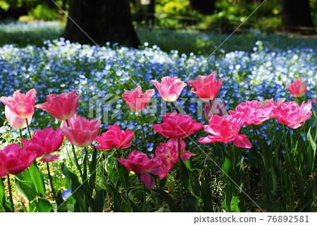 April Chiyoda 67 Tulip, Liliaceae, Hibiya Park April Chiyoda 67 Tulip, Liliaceae, Hibiya Park 76892581