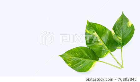Green yellow golden pothos or devil's ivy leaves on white background. Green yellow golden pothos or devil's ivy leaves on white background. 76892843
