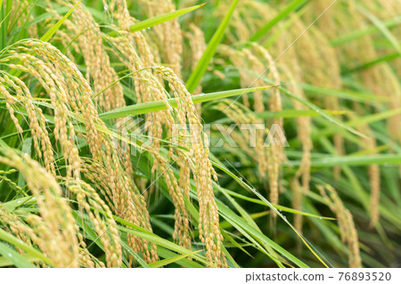 被雨淋濕的稻穗稻穗(9月) 被雨淋濕的稻穗稻穗(9月) 76893520