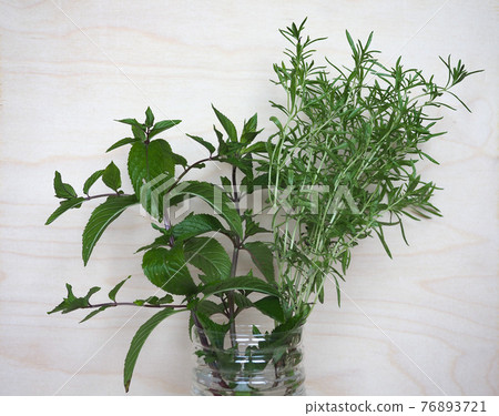 peppermint plant (Mentha piperita) and summer savory plant (Satu 76893721