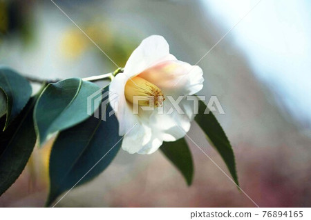 One flower, one flower One flower, one flower 76894165