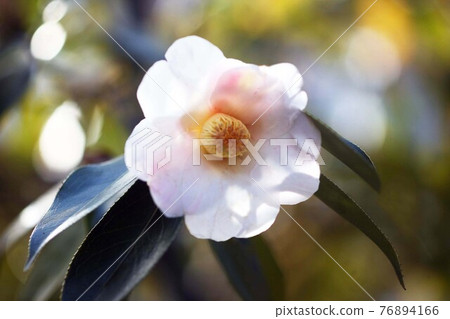 One flower, one flower One flower, one flower 76894166