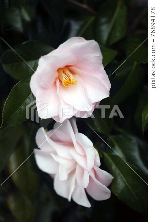 Large, light pink camellia Large, light pink camellia 76894178