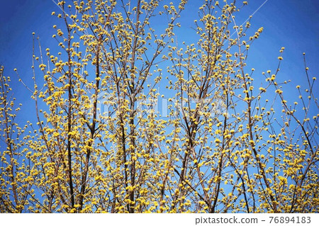 Flowering of cornel, which heralds spring 76894183
