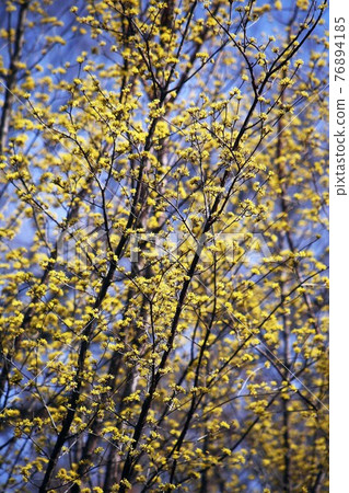 山茱萸開花,預示春天 山茱萸開花,預示春天 76894185