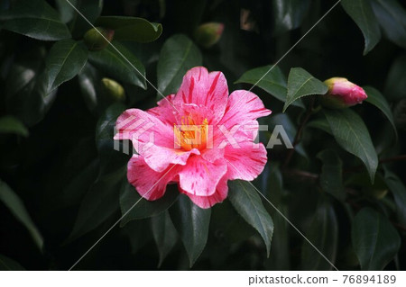 山茶花擠成深紅色,開花 山茶花擠成深紅色,開花 76894189