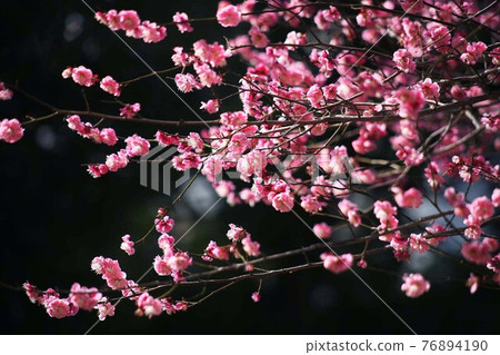紅梅盛開,八重卡拉梅花盛開 紅梅盛開,八重卡拉梅花盛開 76894190
