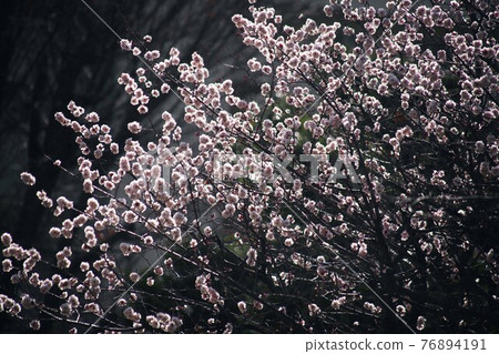 梅花逆陽綻放，烏宿之花 76894191