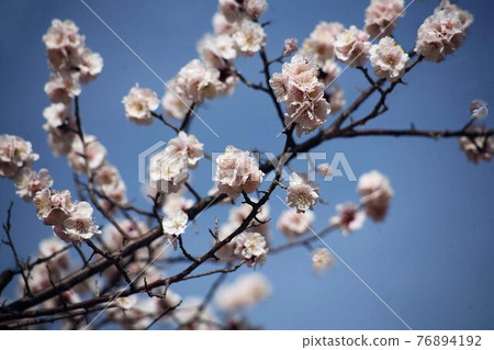 梅花盛開 梅花盛開 76894192