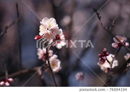 梅花 梅花 76894194