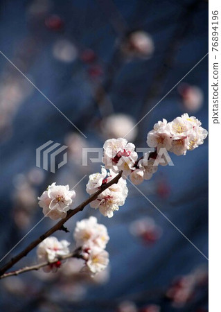 梅花 梅花 76894196