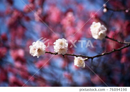 Plum, a flower of Ujuku that blooms against the back of red plum Plum, a flower of Ujuku that blooms against the back of red plum 76894198