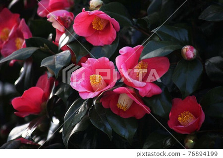Flowering, red camellia flowers Flowering, red camellia flowers 76894199