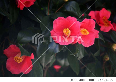 開花，紅色山茶花 76894200