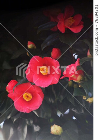 開花,紅色山茶花 開花,紅色山茶花 76894201