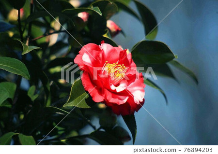 雜色山茶花紅 雜色山茶花紅 76894203