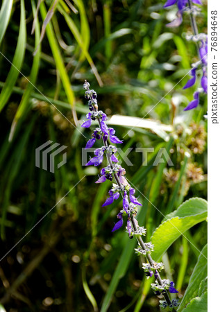 Mangelicon flower Mangelicon flower 76894648