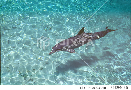 South sea dolphin 76894686